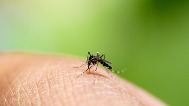 Situs News Indoesia Alternatif Informasi Berita Viral Terbaru